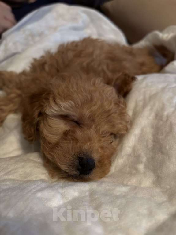 Собаки в Королеве: Той пудель девочка  Девочка, 40 000 руб. - фото 2