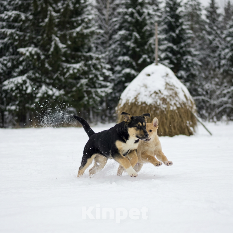Собаки в Москве: щенок Ника ищет семью Девочка, Бесплатно - фото 6