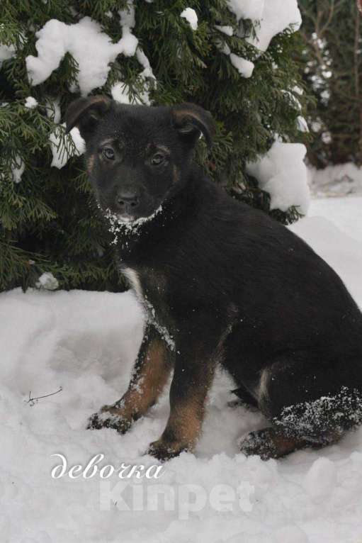 Собаки в Москве: Семь замечательных щеночков ищут дом. Девочка, Бесплатно - фото 2