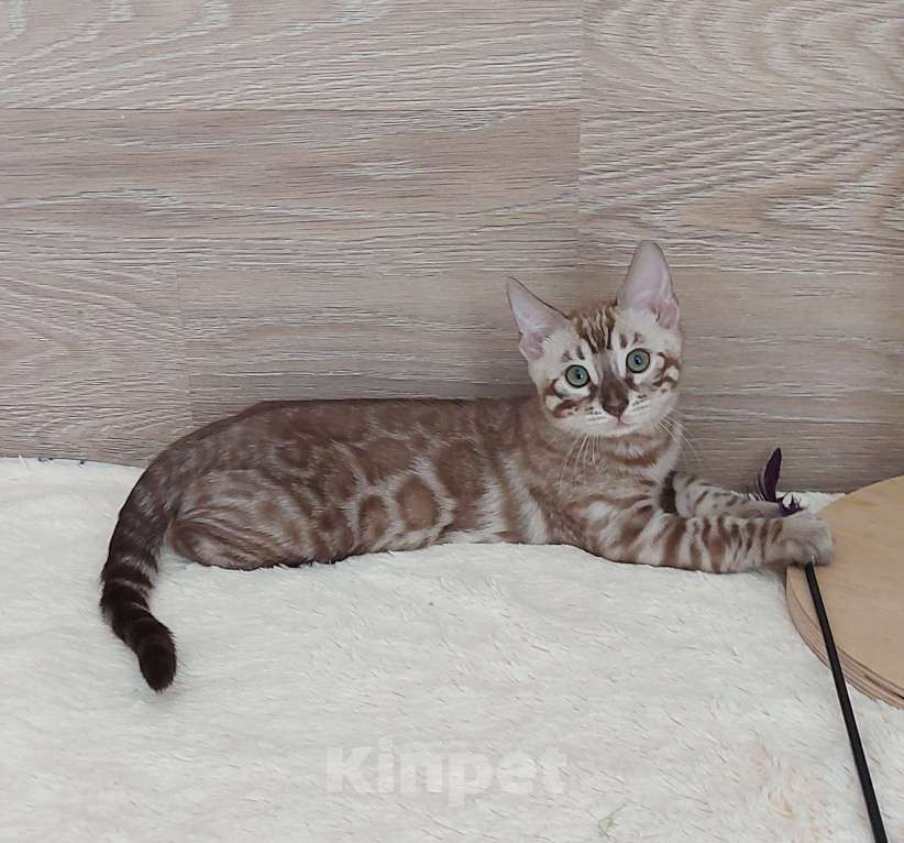 Кошки в Москве: Бенгальские котята  Мальчик, Бесплатно - фото 1