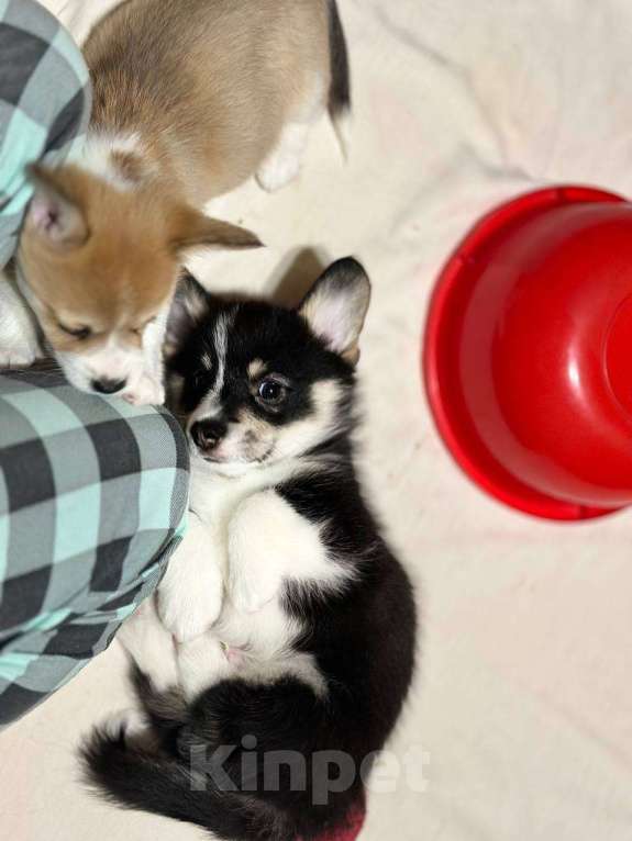 Собаки в других городах Московской области: Щенки Вельш-корги пемброк Мальчик, 85 000 руб. - фото 7