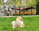 Собаки в Москве: Померанский шпиц. Мальчик 4 мес. Мальчик, 60 руб. - фото 6