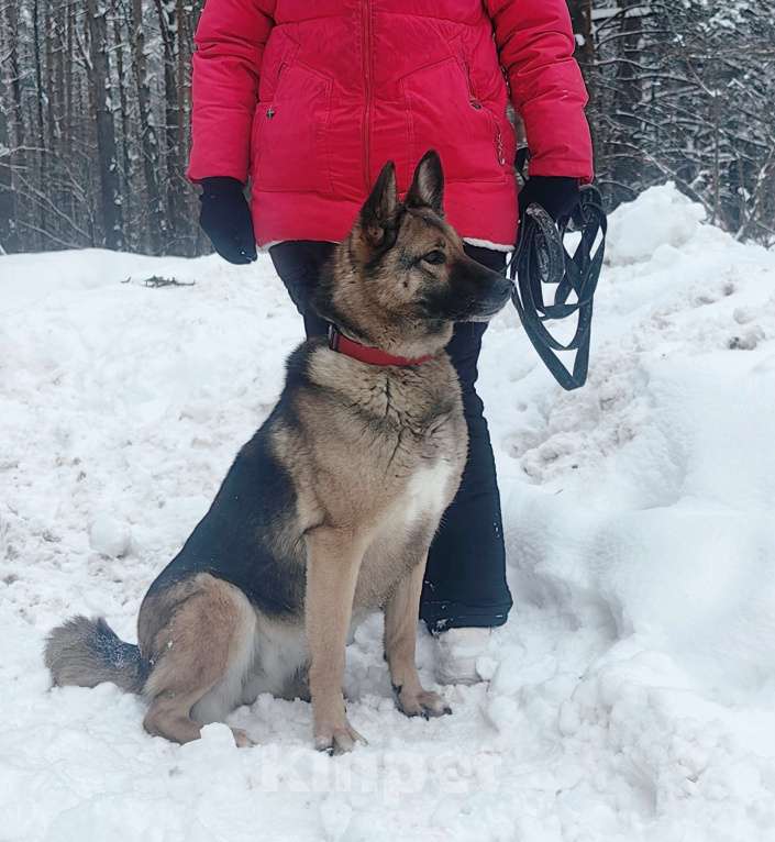 Собаки в Москве: Альма оказалась в приюте , лучше собаки не найти Девочка, 100 руб. - фото 1