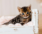 Кошки в Красноярске: Бенгальский котенок  Девочка, 80 000 руб. - фото 1