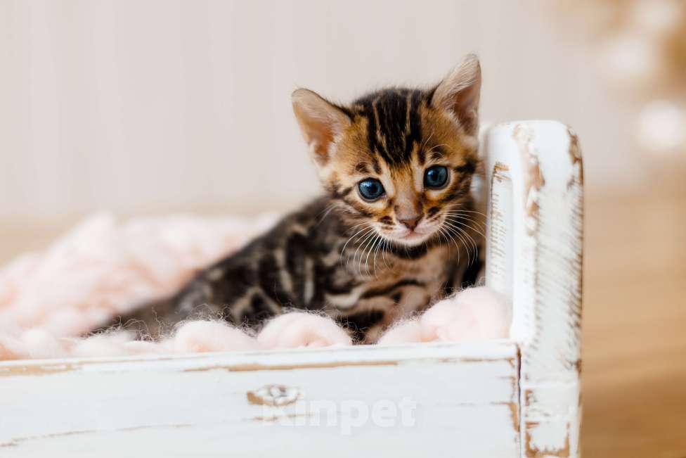 Кошки в Красноярске: Бенгальский котенок  Девочка, 80 000 руб. - фото 1