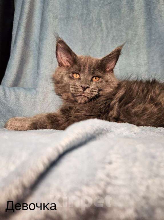 Кошки в Москве: Котята Мейн-кун Разнополые, 40 000 руб. - фото 4