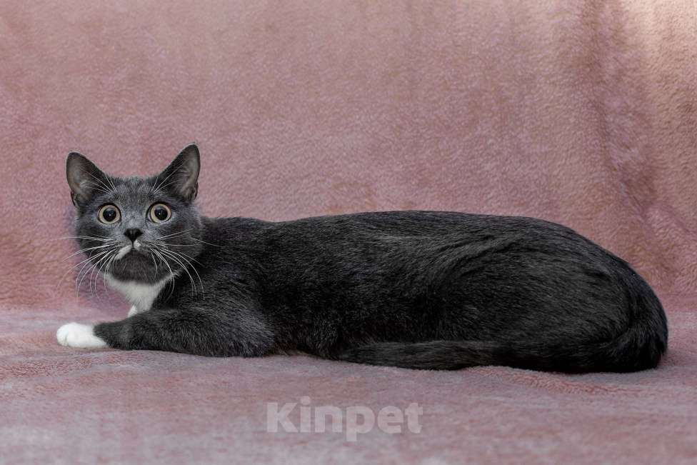 Кошки в Москве: кошка Жемчужина ищет дом Девочка, Бесплатно - фото 7