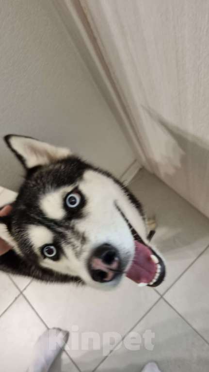 Собаки в Люберцах: Нашел собаку Люберцы  Мальчик, Бесплатно - фото 2