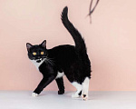Кошки в Москве: Маркиза Дарья, черно-белая кошка в добрые руки Девочка, Бесплатно - фото 2