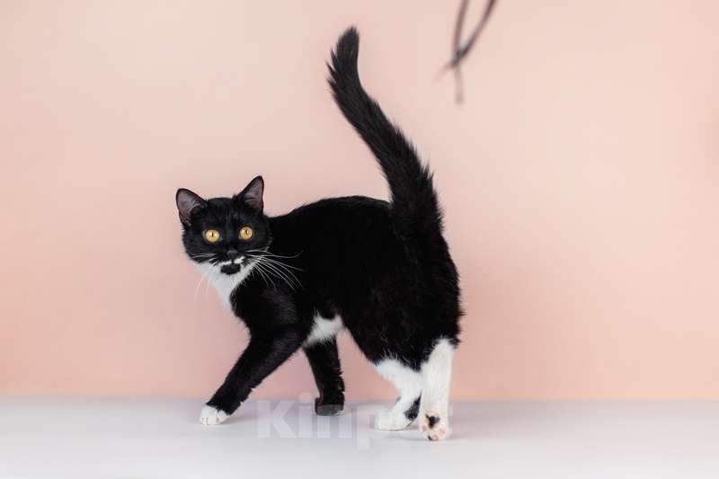 Кошки в Москве: Маркиза Дарья, черно-белая кошка в добрые руки Девочка, Бесплатно - фото 2