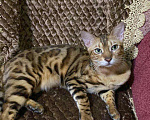 Кошки в Кременке: Пропала кошка  Девочка, 5 000 руб. - фото 1