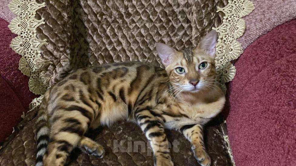 Кошки в Кременке: Пропала кошка  Девочка, 5 000 руб. - фото 1