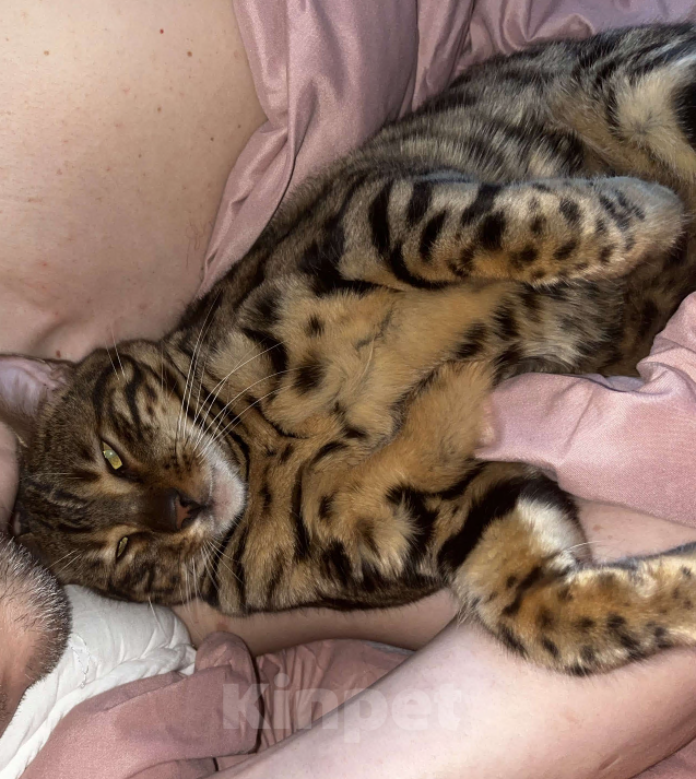 Кошки в других городах Московской области: Потерялся бенгальский котик Мальчик, 5 000 руб. - фото 2