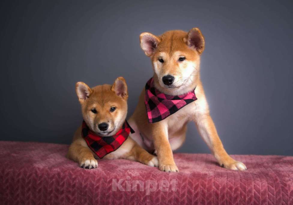 Собаки в Санкт-Петербурге: Малыш Сиба ину Мальчик, 80 000 руб. - фото 4