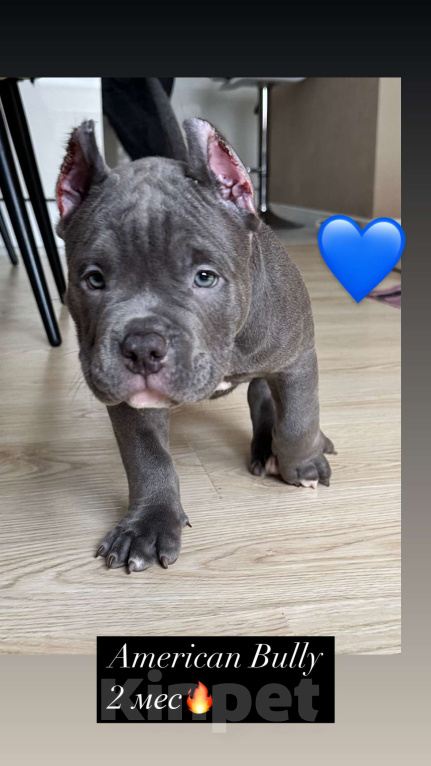 Собаки в Лыткарино: Амбулли 2.5 мес, мальчик Мальчик, 150 000 руб. - фото 2