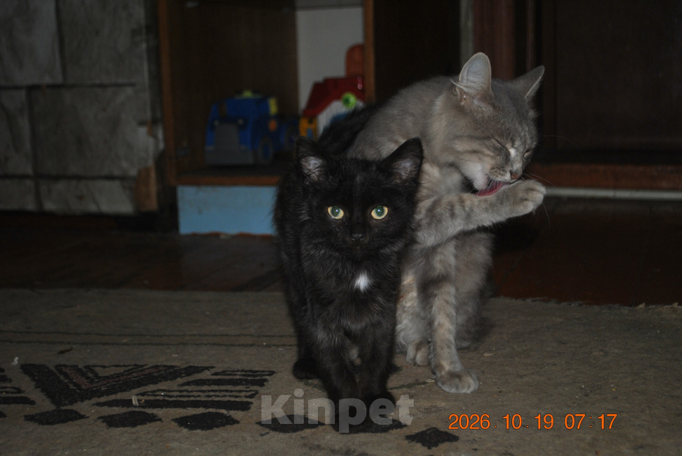 Кошки в Батайске: 3 кота Мальчик, Бесплатно - фото 3