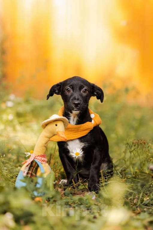 Собаки в Москве: Щенки от маленькой собаки в добрые руки Мальчик, Бесплатно - фото 9