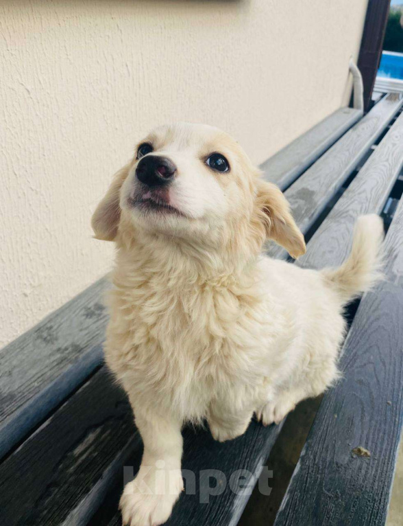 Собаки в Сочи: Две сестрёнки-непоседы ищут дом!  Девочка, Бесплатно - фото 3