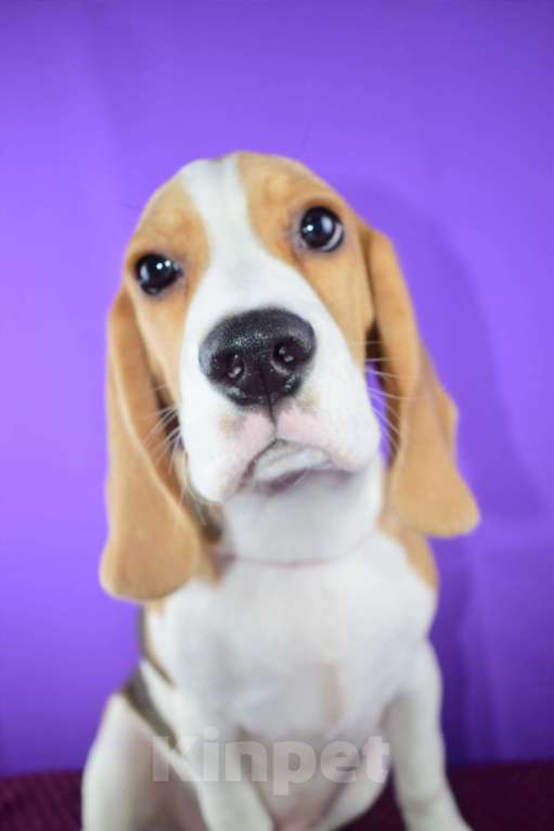 Собаки в Москве: Щенок бигля н Девочка, 65 000 руб. - фото 6