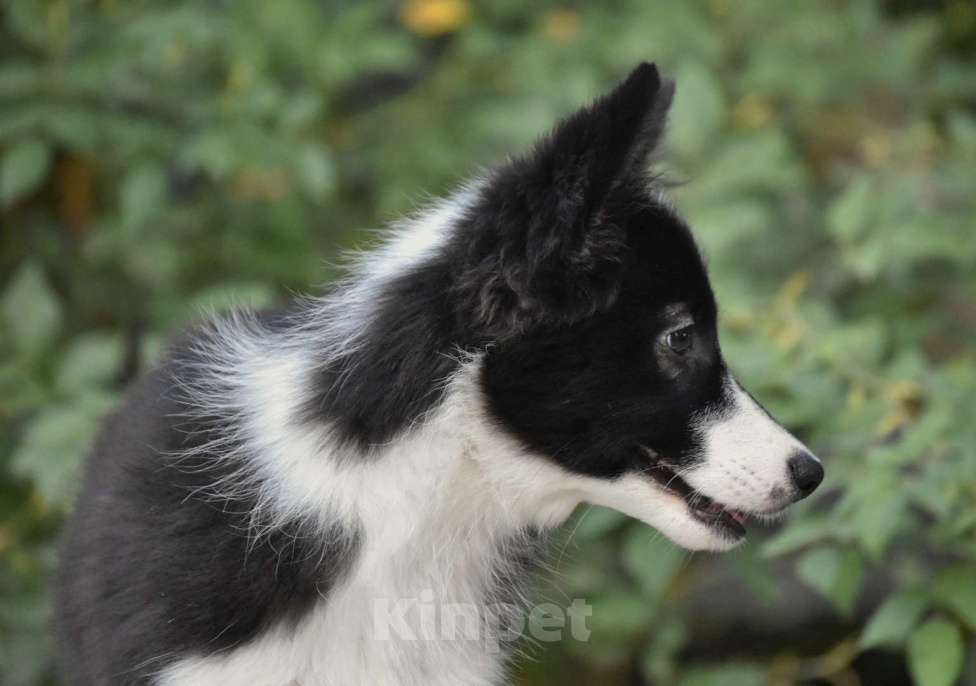 Собаки в Москве: Ненецкая оленегонная лайка, сука Агата. Девочка, 60 000 руб. - фото 6