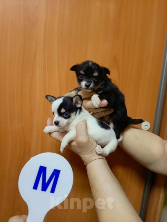 Собаки в Москве: Чихуахуа щенки Девочка, 35 000 руб. - фото 7
