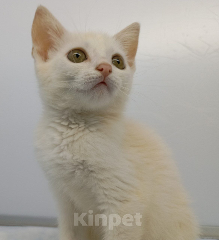 Кошки в Москве: Котенок Злата ищет дом Девочка, Бесплатно - фото 6