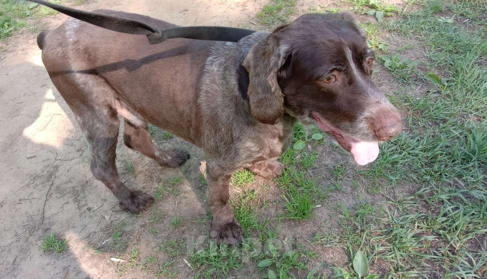 Собаки в Нижнем Новгороде: Русский спаниэль в добрые руки. Мальчик, Бесплатно - фото 2