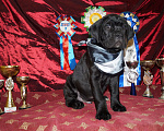 Собаки в Москве: Щенки из профессионального питомника Мальчик, 60 000 руб. - фото 8