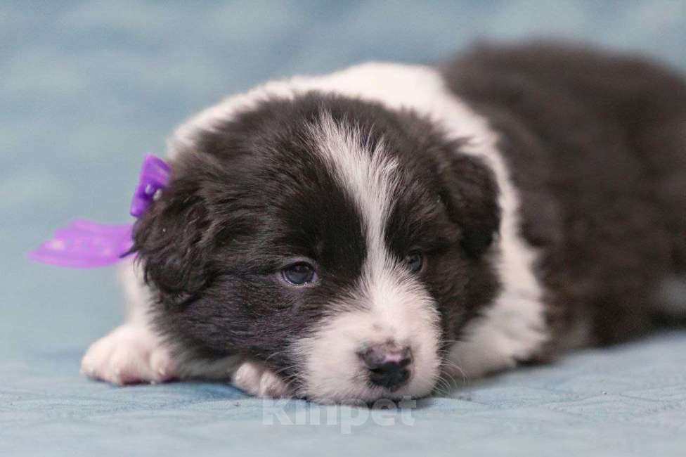 Собаки в Москве: Идеальный щеночек бордер-колли Мальчик, Бесплатно - фото 6