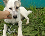 Собаки в Нефтеюганске: Срочно ищет дом Девочка, Бесплатно - фото 4