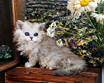 Кошки в Москве: Необычные барашки Мальчик, 65 000 руб. - фото 4