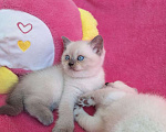 Кошки в Алупке: Шикарные шотландские котята Мальчик, Бесплатно - фото 3