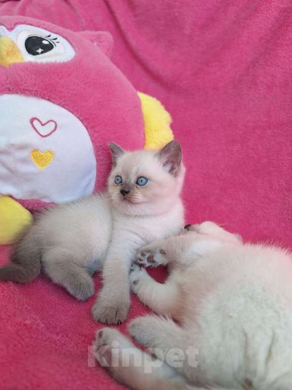 Кошки в Алупке: Шикарные шотландские котята Мальчик, Бесплатно - фото 3