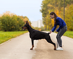 Собаки в Москве: Щенок добермана, девочка Девочка, 100 000 руб. - фото 7