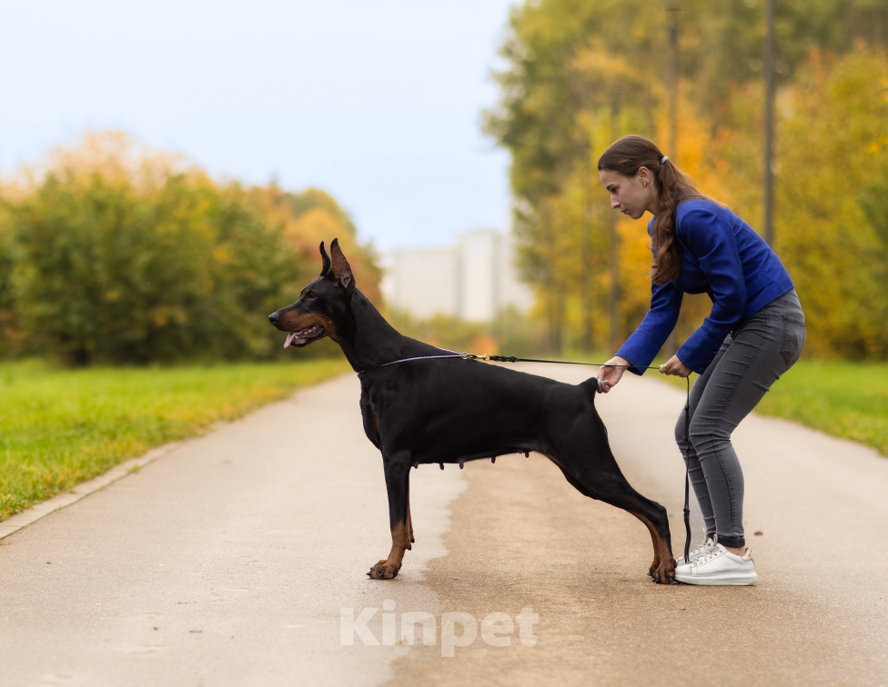 Собаки в Москве: Щенок добермана, девочка Девочка, 100 000 руб. - фото 7