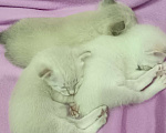 Кошки в Кропоткине: Котенок меконгского бобтейла.  Мальчик, 10 000 руб. - фото 3