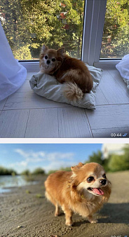 Объявление: Потерялась собака , 5 000 руб., Тимашевск