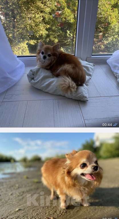 Собаки в Тимашевске: Потерялась собака  Мальчик, 5 000 руб. - фото 1