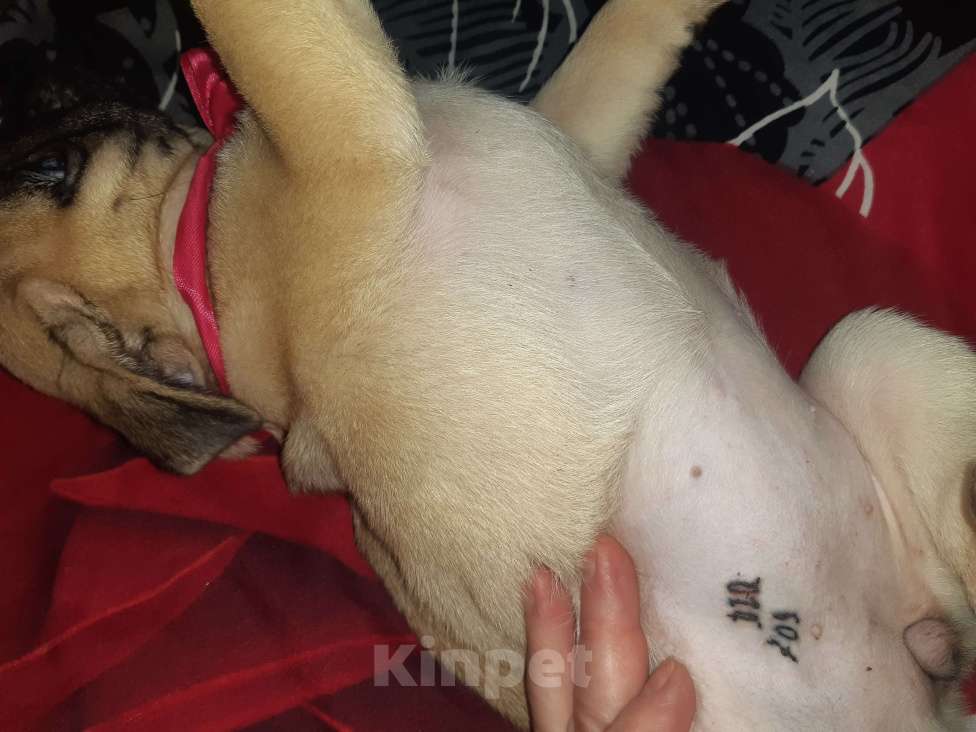 Собаки в Новосибирске: Мопса щенок девочка 3 месяца Девочка, 42 000 руб. - фото 4