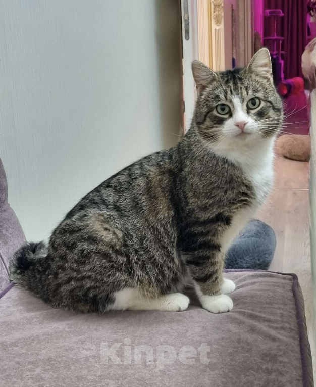 Кошки в Санкт-Петербурге: Полосатый  котик! Подросток ищет дом Мальчик, Бесплатно - фото 1