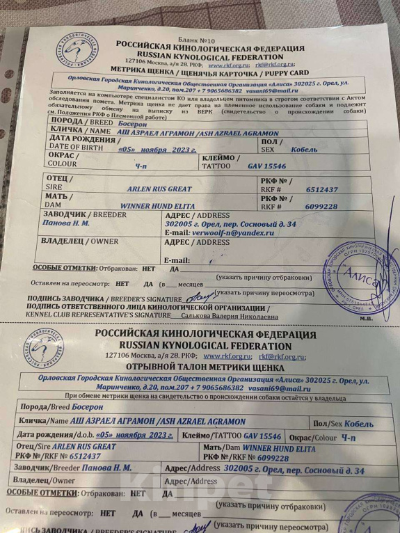 Собаки в Апрелевке: Босерон метис щенки Девочка, 5 000 руб. - фото 7