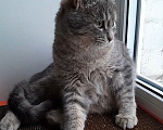 Кошки в Санкт-Петербурге: Милейший котенок ищет дом! Девочка, Бесплатно - фото 3
