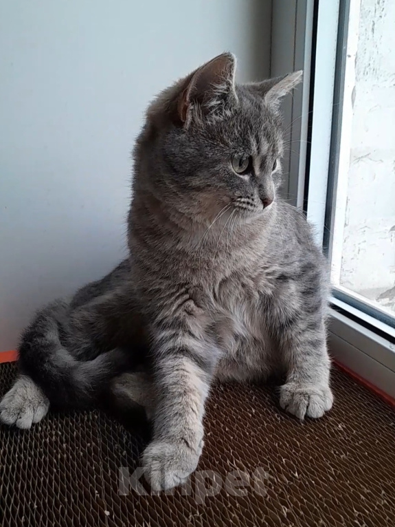 Кошки в Санкт-Петербурге: Милейший котенок ищет дом! Девочка, Бесплатно - фото 3