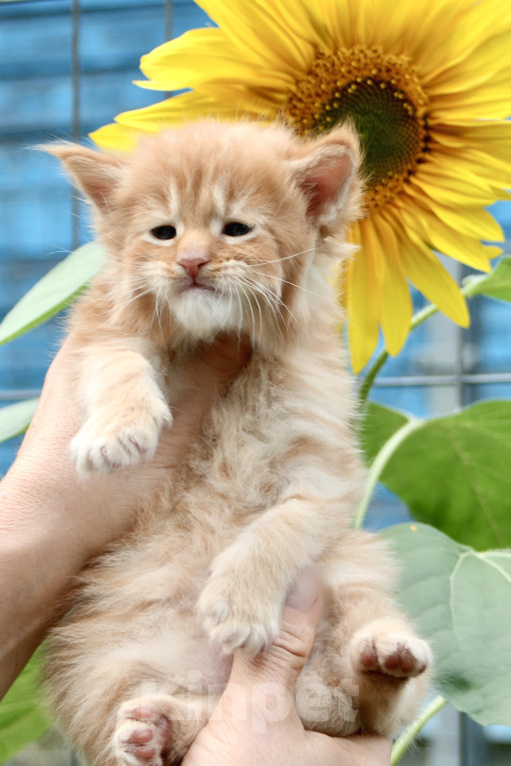 Кошки в Санкт-Петербурге: Мейн кун котята Мальчик, Бесплатно - фото 4