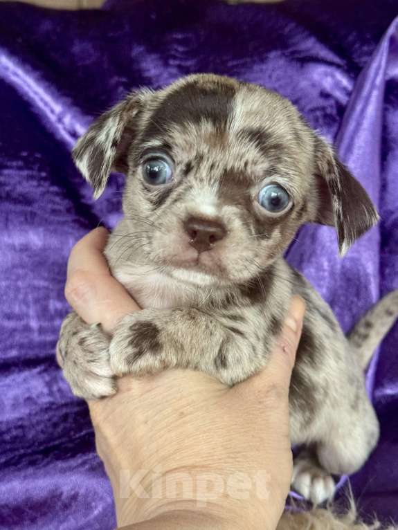 Собаки в Балашихе: Мальчик чихуахуа Мальчик, 30 000 руб. - фото 5
