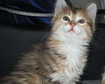 Кошки в Болхове: Котята Курбоб, 7 000 руб. - фото 1
