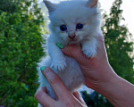 Кошки в Москве: Котята ищут дом!, Бесплатно - фото 10