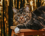 Кошки в Екатеринбурге: Котёнок Мейн-кун Девочка, 12 000 руб. - фото 3