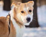 Собаки в Москве: Бонита - собака-карусель Девочка, Бесплатно - фото 1