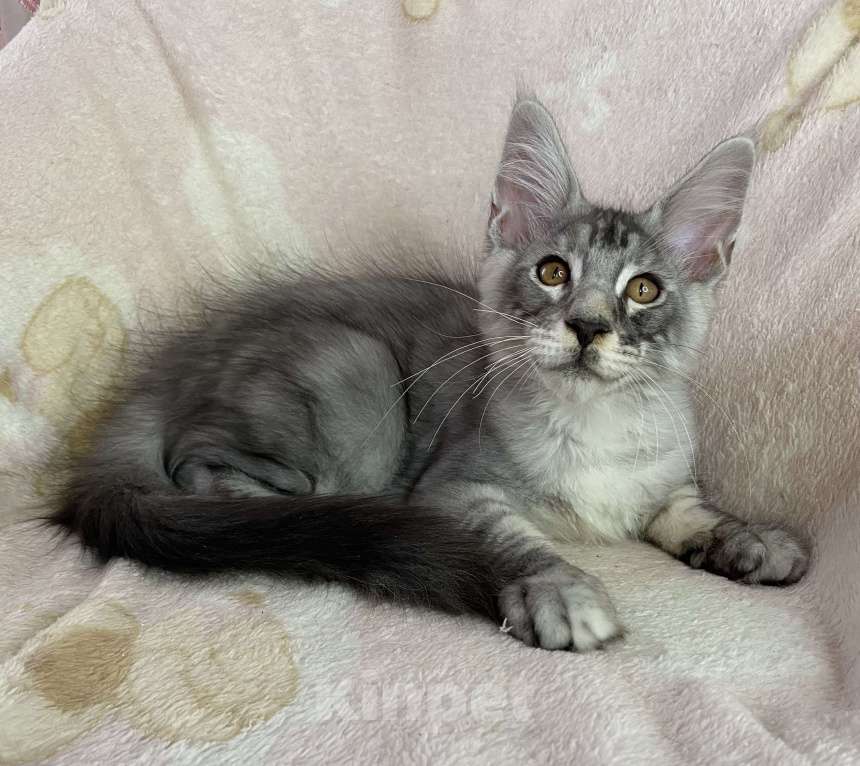 Кошки в Дмитрове: Черный серебристый мраморный мальчик мейн кун Камелот Мальчик, 30 000 руб. - фото 3